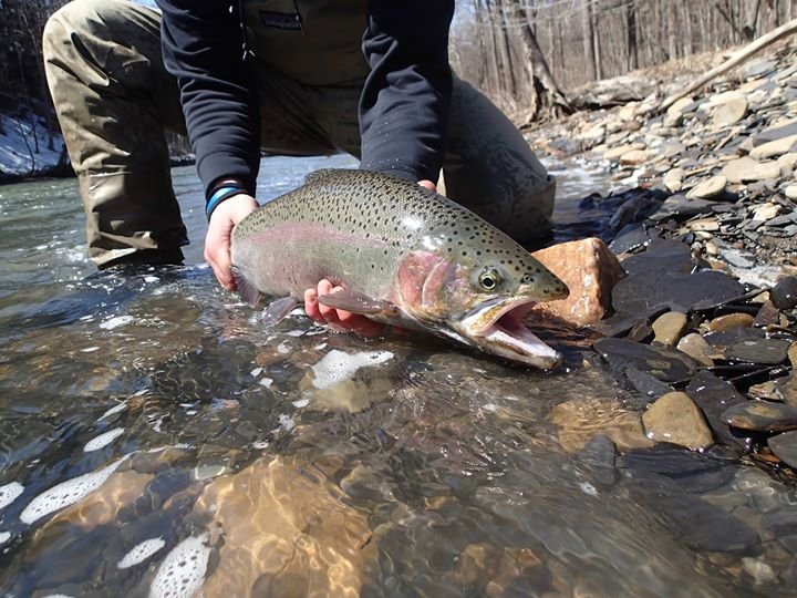 Fish caught by Adventure Bound onthefly